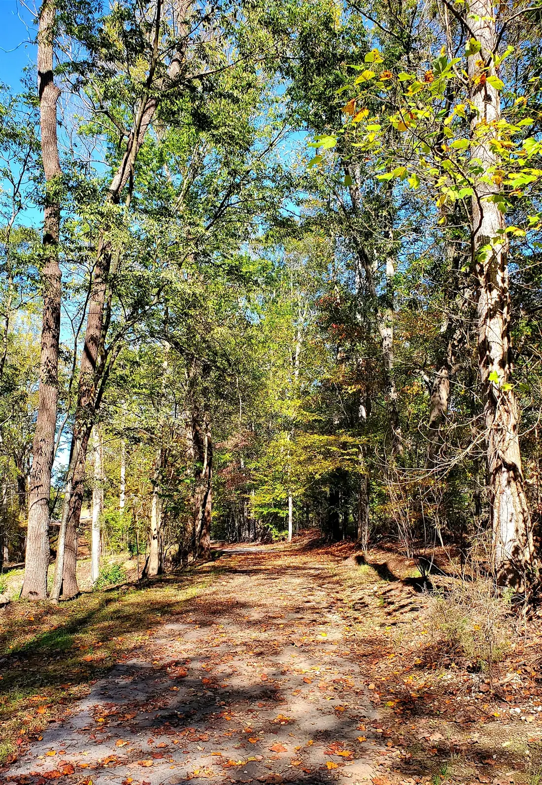 Wooded section of the Daniel Morgan Trail (The Dan) at Drayton Mills