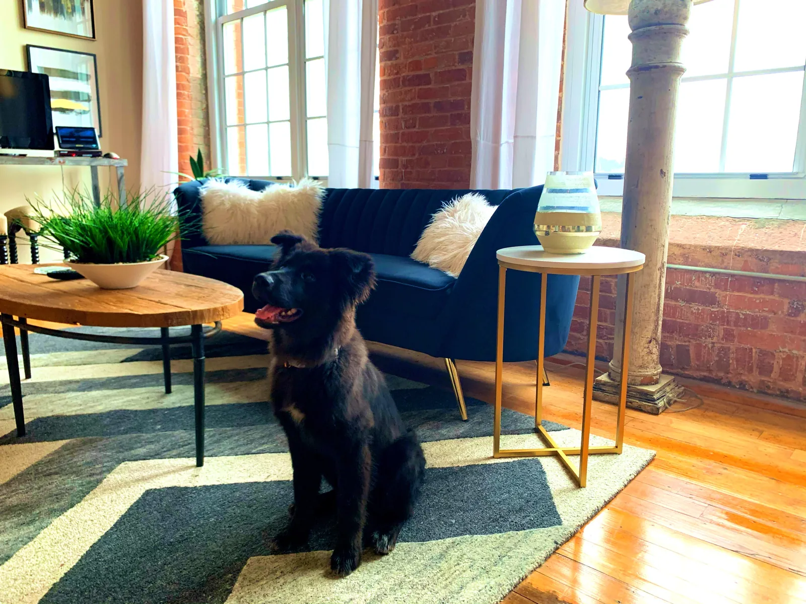 A resident's dog relaxing in a furnished loft with exposed brick and mill windows at Drayton Mills Lofts