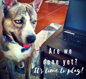 Pet-Friendly Apartment Homes At Drayton Mills Loft Apartments In Spartanburg, SC